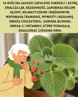 Oregano w domu: zastosowania i korzyści