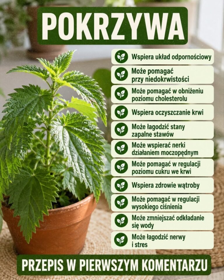 Zmęczenie, zatrzymywanie wody i słabe krążenie? 🌿 Pokrzywa może wspierać odporność, nerki i naturalne oczyszczanie organizmu