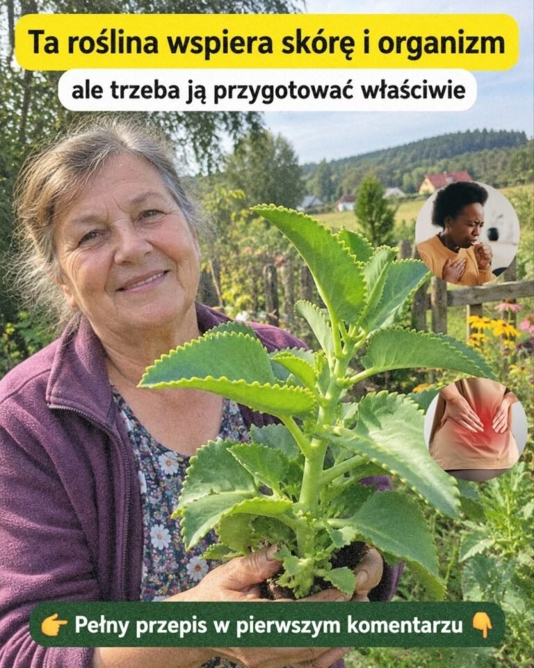 Kalanchoe: korzyści, zastosowania i sposób przyjmowania
